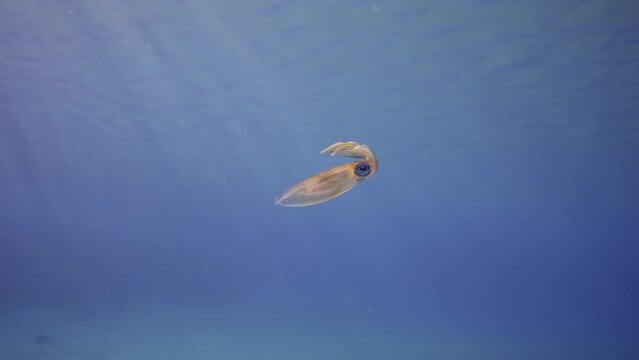 Baby calamary swims in blue water sparkling in sun glare on sunny day with bright sunshine, slow motion. Newborn Bigfin reef squid or Oval squid (Sepioteuthis lessoniana)