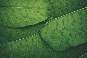 Nature background with texture a green leaf