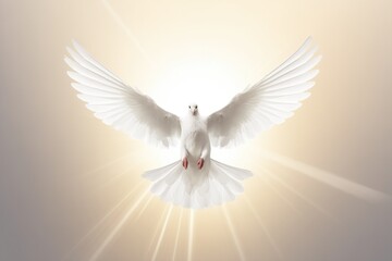 Fototapeta premium Flying Dove With Open Wings And Sunlight Effects