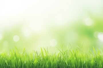 Fototapeta na wymiar Fresh Green Grass Background In Sunny Summer Day