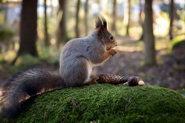 A squirrel in the forest is gnawing nuts. Postcard. Close-up. Photo