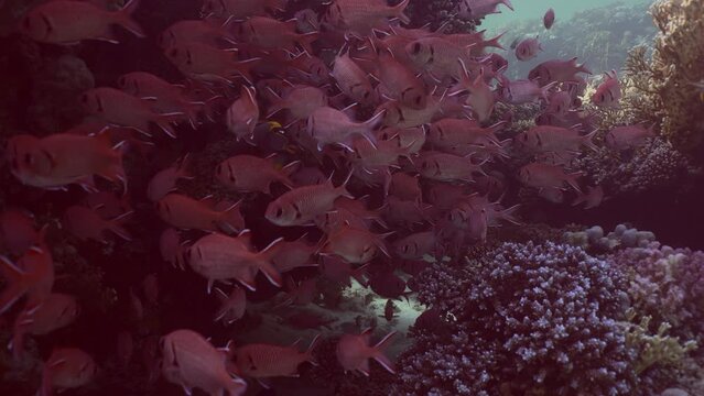 School of Blotcheye soldierfish or Squirrelfish (Myripristis berndti) hiding floats in shadow of coral cave on bright sunny day, Slow motion, Camer moving forwards approaching fishes