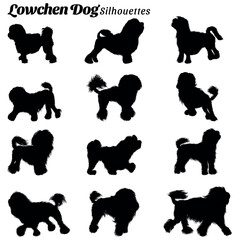 Vector set of realistic illustrations of lowchen dog silhouettes