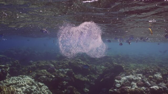 Two translucent, effeminate Salps, Colonial Pyrosom Tunicates swim under surface of water over coral reef, with variety of tropical fish swimming around them, slow motion