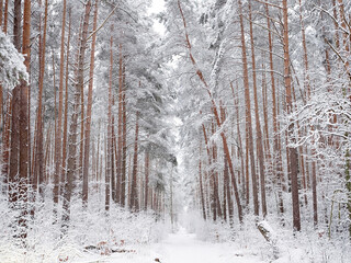 A snow-covered forest on a sunny winter day