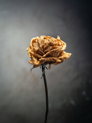 feeling high and dry like a dried rose