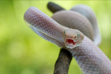 Mangrove pit viper (Trimeresurus purpureomaculatus).Manggrove Pit Viper snake closeup head, animal closeup, snake front view 