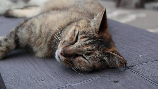 のんびり過ごしている可愛い野良の地域猫
