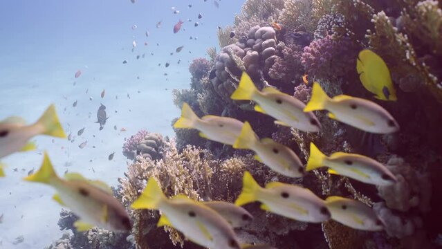 School of Dory snapper or Blackspot snapper (Lutjanus fulviflamma) and other tropical fish floats near beautiful colorful coral reef in sun rays on sunny day, Slow motion, Camer moving forwards