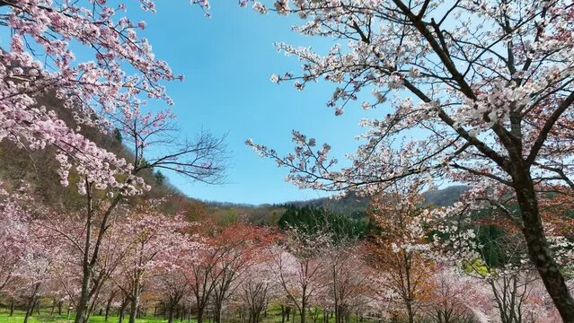 桜の咲く庭園を進むイメージ