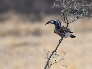 African Gray Hornbill on tree branch in Serengeti National Park, Tanzania, Africa