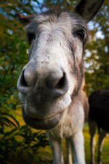 Fototapeta premium Esel in der Natur