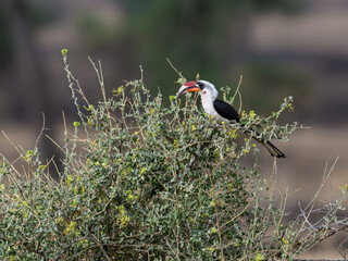 Closeup of an African Von der Decken's Hornbill in a tree
