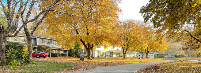 Panorama colorful residential street bright fall foliage, row of two-story houses, large pile maple...