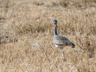 white-bellied bustard eupodotis senegalensis hunting for insects on the plains of northern tanzania