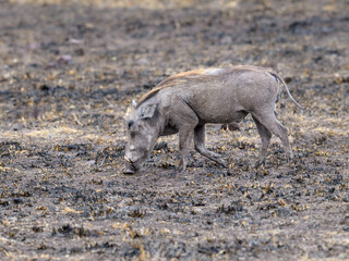 Common Warthog feeding in the great plains of Serengeti ,Tanzania, Africa