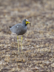 African Wattled Lapwing in the great plains of Serengeti ,Tanzania, Africa