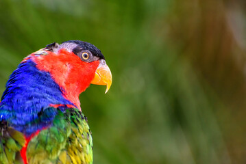 black capped lory in the jungle