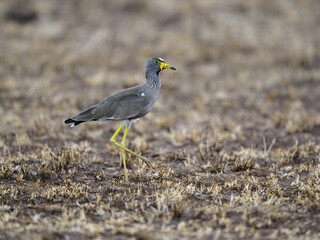 Obraz premium African Wattled Lapwing in the great plains of Serengeti ,Tanzania, Africa
