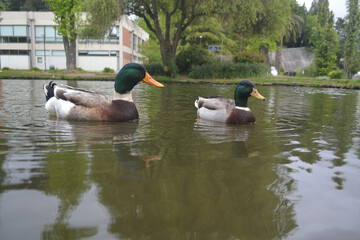 Fototapeta premium ducks swimming in a lagoon in spring