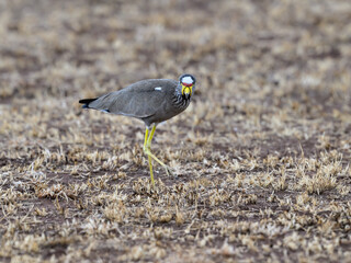 African Wattled Lapwing in the great plains of Serengeti ,Tanzania, Africa