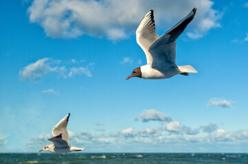 Fototapeta na wymiar seagulls in flight
