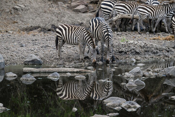 Fototapeta premium Plain Zebras with reflection drinking water in the great plains of Serengeti ,Tanzania, Africa