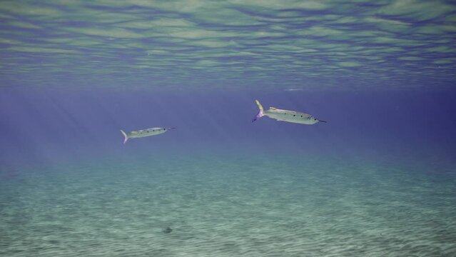 Two Spotted Halfbeak (Hemiramphus far) swimming under surface of blue ocean over sandy bottom in shallow water on bright sunrays, close-up, slow motion