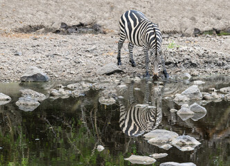 Fototapeta na wymiar Plain Zebras with reflection drinking water in the great plains of Serengeti ,Tanzania, Africa