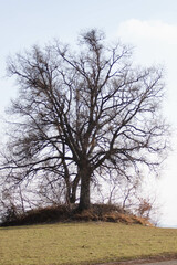 Obraz premium Plant with unfocused background