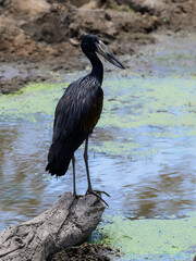 African Openbill Stork closeup portrait, Serengeti, Tanzania