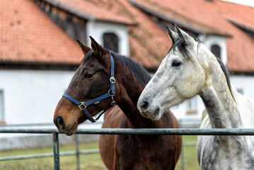 horses on a paddock on a farm in eastern Poland