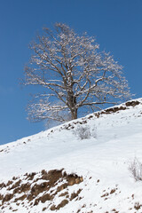 Tree on the snow