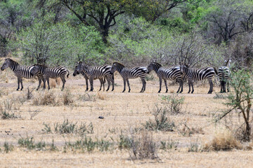 Obraz premium Plain Zebras standing in the great plains of Serengeti ,Tanzania, Africa