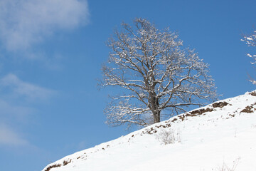 Tree on the snow