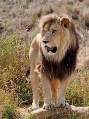 Lion seen from front  (Panthera leo) and standing in grass