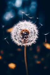 Dandelion with seeds blowing in the wind on dark background.