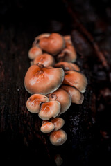 Pilze im Wald