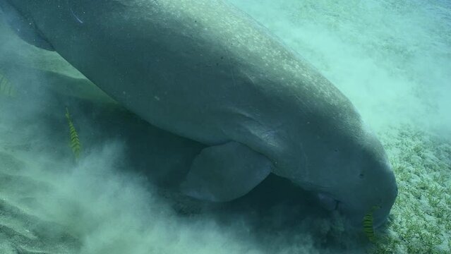 Top view, Slow motion of Se Cow or Dugong (Dugong dugon) on seabed eating Smooth ribbon seagrass (Cymodoce rotundata) on seagrass bed raising clouds of silt around