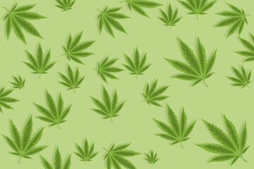 Fototapeta premium background of several marijuana leaves on a flat green background