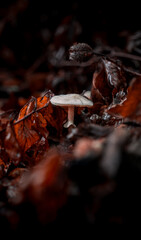 Pilz im Wald