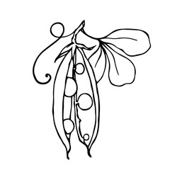 Botanical sketch of green pea pods. Vector graphics.	