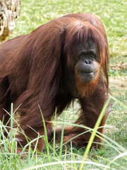 Closeup orangutan (Pongo pygmaeus) in tall grass and seen from front
