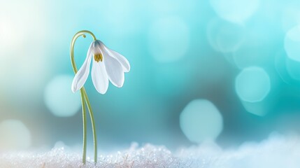Obraz na płótnie Canvas a small white flower sitting on top of a snow covered ground. generative ai