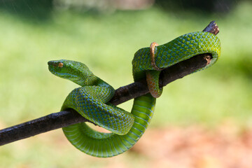 Trimeresurus albolabris Green pit vipers or Asian pit vipers, green snake on branch with natural...