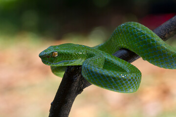 Trimeresurus albolabris Green pit vipers or Asian pit vipers, green snake on branch with natural background