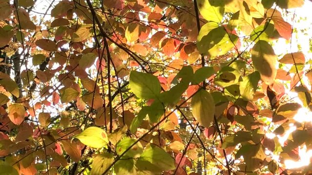 autumnal painted leaves dancing in backlit with sparkling sun rays