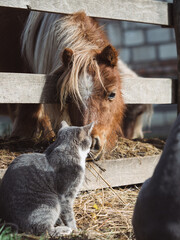 Horse and cat friendship