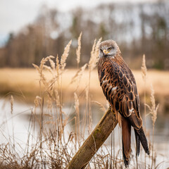 a red kite perching on the stake between the reed on the pondshore