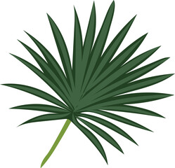 Fan palm tropical leaf illustration